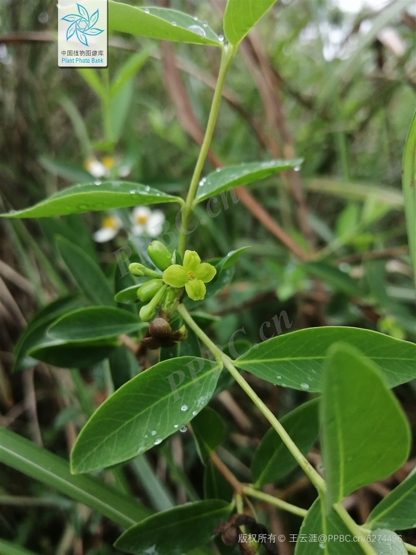 Dó niệt